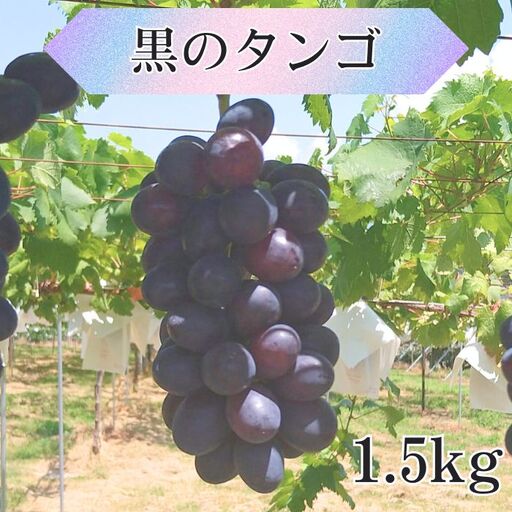 黒のタンゴ 1.5kg 長野県 高森町