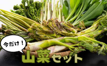 天然物!旬の山菜セット(5種類程度)[4月以降順次発送開始予定][期間限定][数量限定]