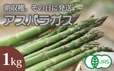 2026�N�\�� �A�X�p���K�X �L�@�͔|  ���_�� �����w�엿 �k�C�� �Â� �A�X�p���K�X �A�X�p�� �k�C���Y �A�T���e�t�@�[�� ���̂� ���̂� �V�N �{ �A�X�p�� ���ʌ���yAO-002�z