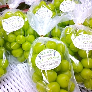 【2026年先行予約】まつもとぶどう園 シャインマスカット3~4房 約2kg シャインマスカット