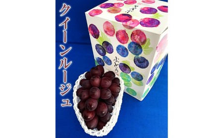 村松農園 クイーンルージュ1房 約500g クイーンルージュ クイーンルージュ クイーンルージュ クイーンルージュ クイーンルージュ