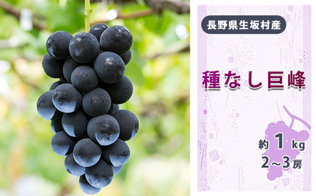 2025年先行予約 種なし巨峰2〜3房入り約800g〜1kg 果物類 フルーツ 果物 新鮮 瑞々しい