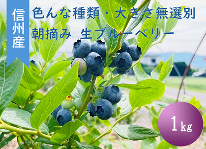 3901 信州産 新鮮朝摘み 生ブルーベリー(色んな種類・大きさ無選別)1kg