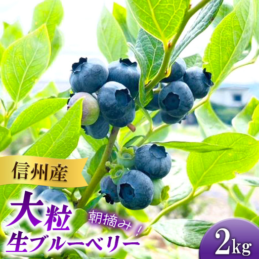 3902 信州産 新鮮朝摘み 色んな種類の大粒生ブルーベリー 2kg