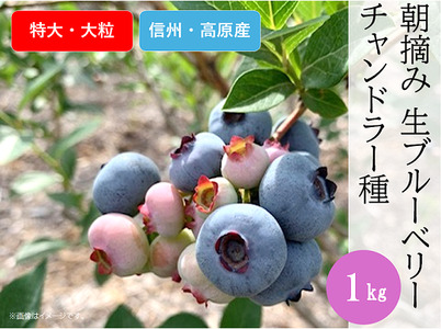 3903 信州産 新鮮朝摘み 生ブルーベリー(チャンドラー特大・大粒)1kg