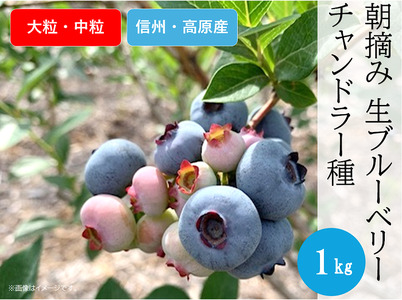 3905 信州産 新鮮朝摘み 生ブルーベリー(チャンドラー大粒・中粒)1kg