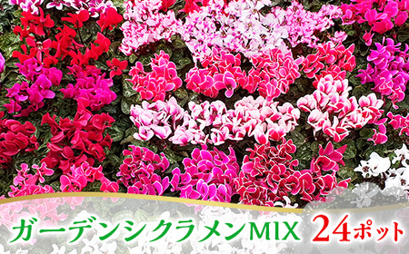 2101 ガーデンシクラメンMIX 24ポット