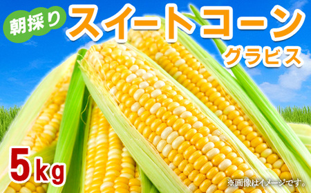 スイートコーン「グラビス」 5kg(2L〜3L) 長野県 山形村 2413