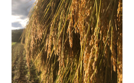 天日干し 特別栽培米 白米5kg