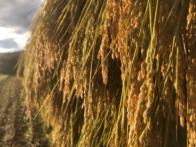 天日干し 特別栽培米 玄米5kg