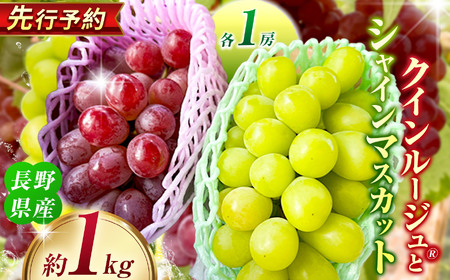 クインルージュ® と シャインマスカット 各1房 約1kg [2026年先行予約] | ヤマモ農園