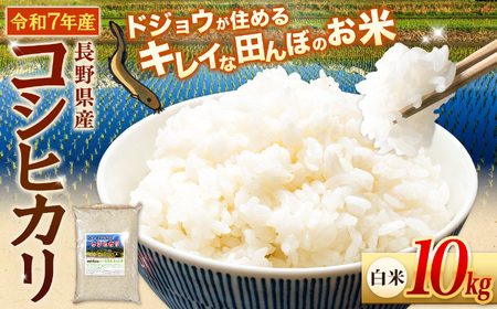 『どじょうのいる田んぼのお米』コシヒカリ 白米 10kg | 馬場農園