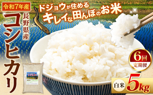 [定期便6回]『どじょうのいる田んぼのお米』コシヒカリ 白米 5kg | 馬場農園