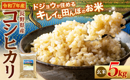 『どじょうのいる田んぼのお米』コシヒカリ 玄米 5kg | 馬場農園
