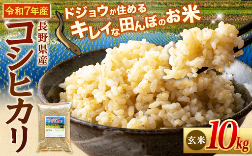 『どじょうのいる田んぼのお米』コシヒカリ 玄米 10kg | 馬場農園
