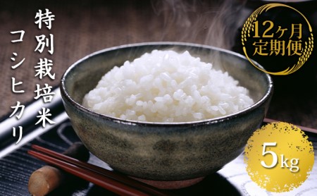 【12ヶ月連続お届け】信州安曇野松川村 乳川の里産 特別栽培米コシヒカリ 5kg