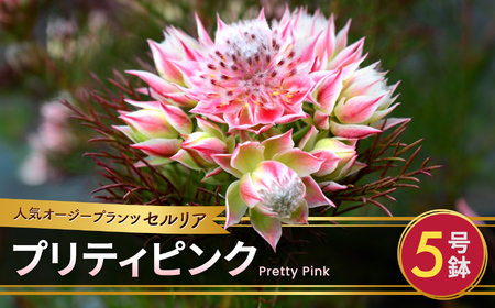 [先行予約]セルリア 5号鉢 プリティピンク | 花 はな フラワー 苗木 ガーデニング 栽培 オージープランツ ピンク 家庭菜園 長野県 松川村