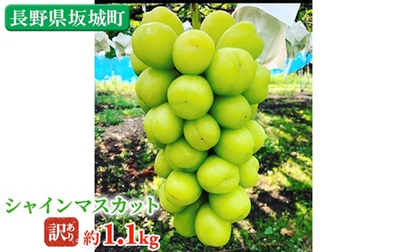 冷蔵シャインマスカット 約1.1kg 房 秀品 柳澤果樹園 ぶどう 長野 マスカット ブドウ フルーツ 果物 シャイン 果物類 訳アリ