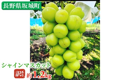 冷蔵シャインマスカット 約1.2kg 粒 秀品 柳澤果樹園 ぶどう 長野 マスカット ブドウ フルーツ 果物 シャイン 果物類 訳アリ
