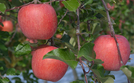 JAながの りんご サンふじ[秀品]約2.5kg 果物類 林檎 リンゴ
