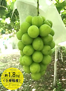 シャインマスカット 約1.8kg 3房程度 長野 坂城町産 ぶどう K&Y農園 ブドウ フルーツ 果物 シャイン[ 果物類 ] 葡萄