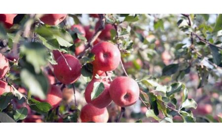 りんご サンフジ5kg スマートフレッシュ加工