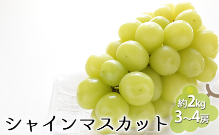 シャインマスカット 約2kg(3〜4房) 果物類 ぶどう 葡萄 フルーツ デザート 食後 おやつ 長野県産 産地直送