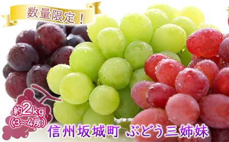 数量限定!「ぶどう三姉妹」3種 2kg(3〜4房) ナガノパープル・ シャインマスカット・ クイーンルージュ🄬 果物類 フルーツ 葡萄 ブドウ デザート おやつ 食べ比べ 秋の味覚 長野県産 坂城町産 産地直送