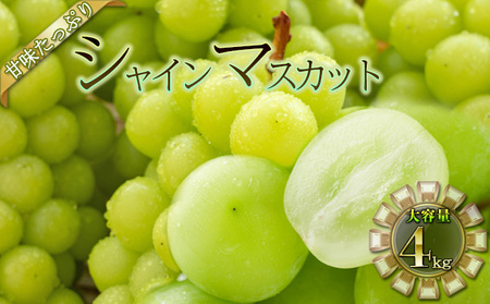 VC}XJbg 4kg ʕ Ԃǂ t[c 4kg