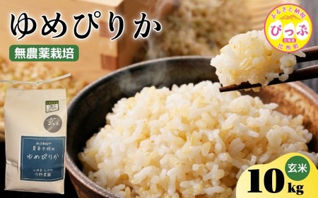 ߘa7NY V ߂҂肩  10kgy_z_͔| _sgp w엿sgp   kC AN Y R 2025NY kC z ҂ 1012-008