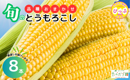 たかだ畑 とうもろこし 品種おまかせ [たかだ畑] 8本 あまいんです 恵味ゴールド とうもろこし スイートコーン 産地直送 詰め合わせ セット とうきび BBQ バーベキュー 甘い 北海道 比布町 ぴっぷ