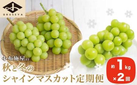 秋と冬のシャインマスカット2回定期便 約1kg × 2回 合計 約2kg ［小布施屋］ フルーツ ぶどう 果物 くだもの 葡萄 ブドウ 長野県産 信州産 クール便 冷蔵便 数量限定 先行予約 送料無料 令和7年産 【2025年10月～12月発送】