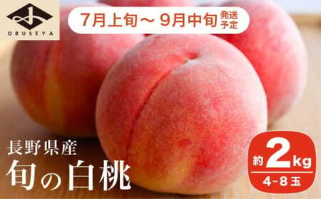 旬の白桃 約2kg 4〜8玉 [小布施屋] 白桃 桃 もも モモ フルーツ 果物 クール便 冷蔵便 長野県産 信州産 期間限定 数量限定 たまき なつき あかつき 川中島白鳳 川中島など 先行予約 2025 令和7年 [2025年7月上旬〜9月中旬発送]