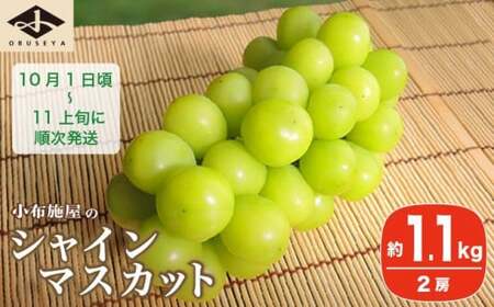 シャインマスカット 約1.1kg 2房 [小布施屋] フルーツ 果物 くだもの ぶどう 葡萄 ブドウ 数量限定 クール便配送 長野県産 産地直送 先行予約 送料無料_ 2025年発送 令和7年産 [2025年10月1日頃〜11月上旬発送]