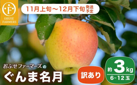 [訳あり] ぐんま名月 約3kg 6〜12玉 [おぶせファーマーズ] 不揃い 規格外 家庭用 果物 フルーツ りんご リンゴ 林檎 長野県産 信州産 令和7年産 [2025年11月上旬〜12月下旬発送]