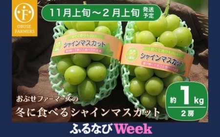 [ふるなびWEEK対象]冬に食べるシャインマスカット 約1kg 2房[ おぶせファーマーズ ]ぶどう フルーツ 果物 [2025年11月上旬〜2026年2月上旬発送] FN-Limited