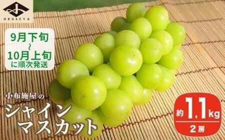 シャインマスカット 約1.1kg 2房 ［小布施屋］2026年発送 令和8年産 【2026年9月下旬～10月上旬に発送】[A-8a]