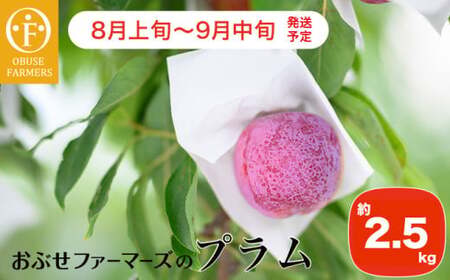 プラム 約2.5kg [おぶせファーマーズ]数量限定 果物類 フルーツ 長野県産 信州産 クール便 冷蔵便 お取り寄せグルメ [2026年8月上旬〜9月中旬発送][F-22]