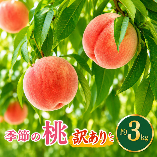 先行受付[訳あり]季節の桃 約3kg 2026年7月中旬〜9月下旬発送予定[新規就農者応援コース 幸作会][K-24]