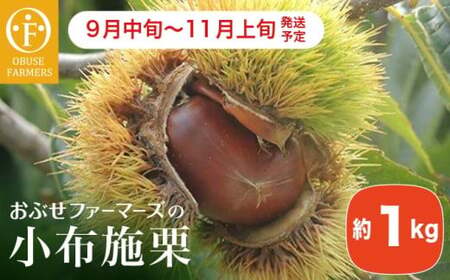 小布施栗 約1kg ［おぶせファーマーズ］ 数量限定 果物類 フルーツ 生栗 くり 長野県産 信州産 クール便 冷蔵便 お取り寄せグルメ 令和8年産 【2026年9月中旬～11月上旬発送】［FH-81］
