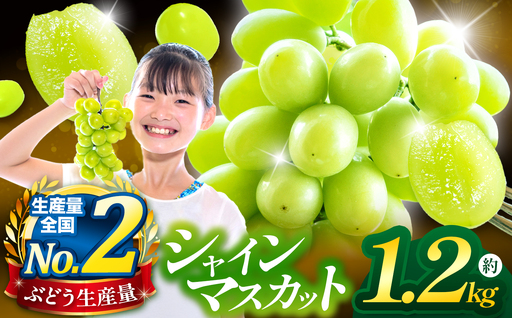 先行予約 シャインマスカット 約1.2kg ［JAながの］ 令和8年産 【2026年9月下旬より発送】［B-301］