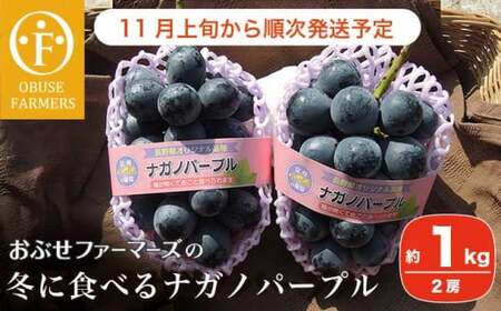 冬に食べるナガノパープル 約1kg 2房 [おぶせファーマーズ]果物 フルーツ ぶどう 数量限定 令和8年産[2026年11月上旬〜順次出荷]
