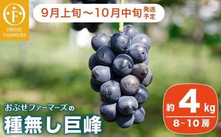 先行受付種無し巨峰 約4kg 8〜12房 [おぶせファーマーズ] [2026年9月上旬〜10月中旬発送] 果物 フルーツ ぶどう 葡萄 冷蔵便 クール便 長野県産 信州産 令和8年産[FB-20]