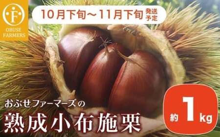  熟成小布施栗 約1kg ［おぶせファーマーズ］ 果物 フルーツ 生栗 くり 長野県産 信州産 令和8年産 【2026年10月下旬～11月下旬発送】  ［F-236］