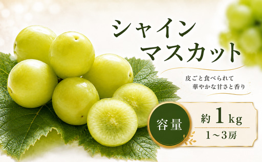 先行受付 シャインマスカット 約1kg 1~3房 2026年9月上旬〜11月上旬発送[新規就農者応援コース 幸作会] ぶどう 葡萄 ブドウ 生産者応援 果物 フルーツ [K-40]