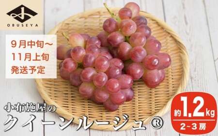 クイーンルージュ_ 約1.2kg 2〜3房 [小布施屋] 果物 フルーツ ぶどう 葡萄 令和8年産[2026年9月中旬〜11月上旬発送] 
