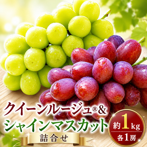 先行受付 クイーンルージュ®& シャインマスカット 詰合せ 約1kg 各1房 [2026年9月上旬〜11月上旬発送予定][新規就農者応援コース 幸作会]フルーツ ブドウ 果物 [K-37]