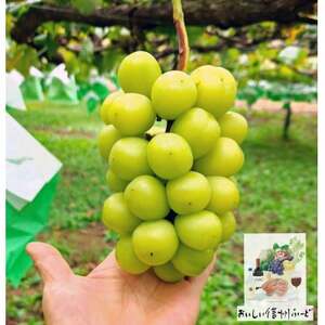 『2026年発送 先行受付』 信州高山村[新鮮朝採り 農家直送] シャインマスカット ひと房[配送不可地域:離島]