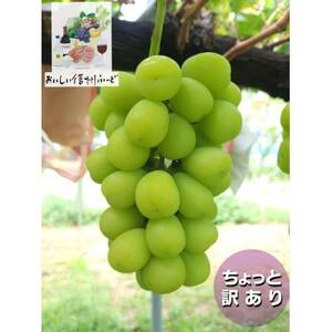 『2026年発送 先行受付』 ちょっと訳あり 信州産 新鮮朝採りシャインマスカット 2～3房1kg【配送不可地域：離島】【1625533】