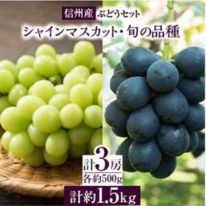 [信州産ぶどう3房セット] シャインマスカット2房・旬の品種1房(約500g×3房)[配送不可地域:離島]